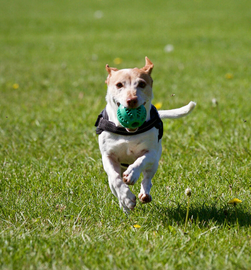 Hund mit Ball im Maul läuft auf Wiese