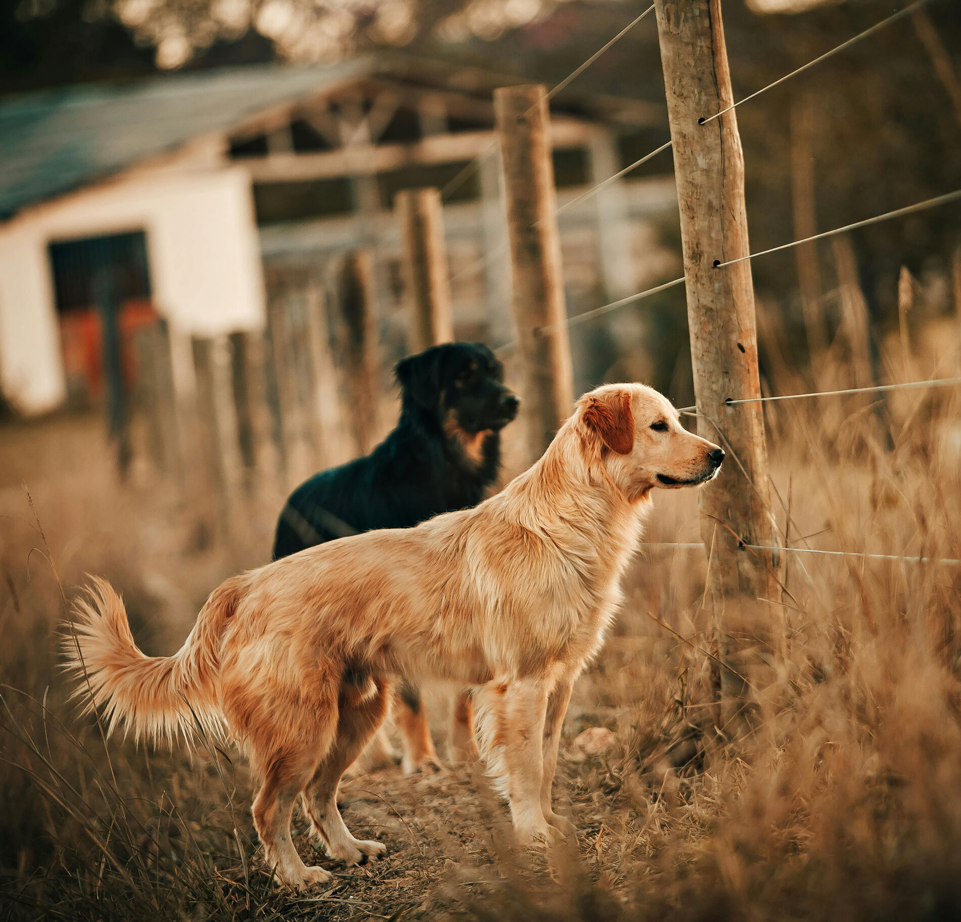 Two dogs standing in fron of fence