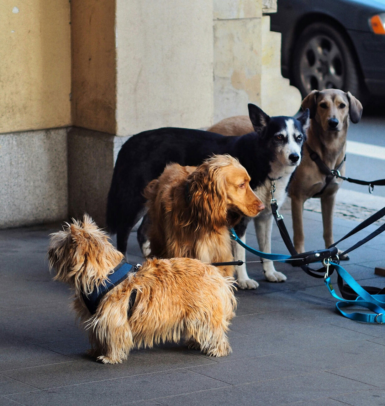 Four dogs on a leash