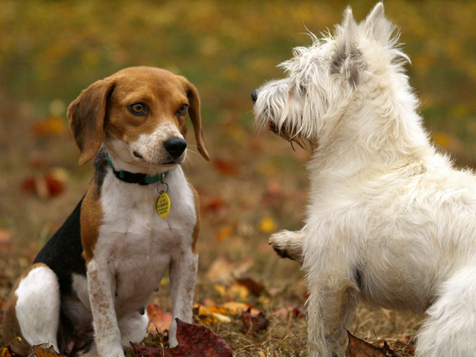 two dogs playing