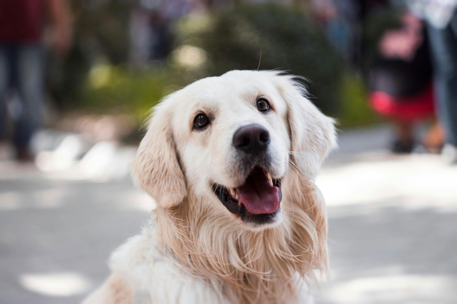 Close up of white dog